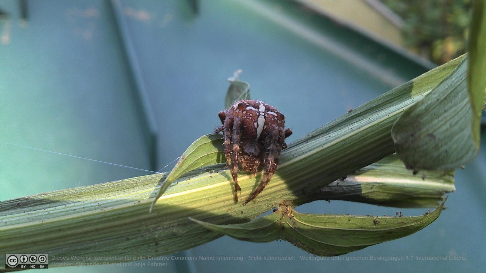 Spinne im Mais