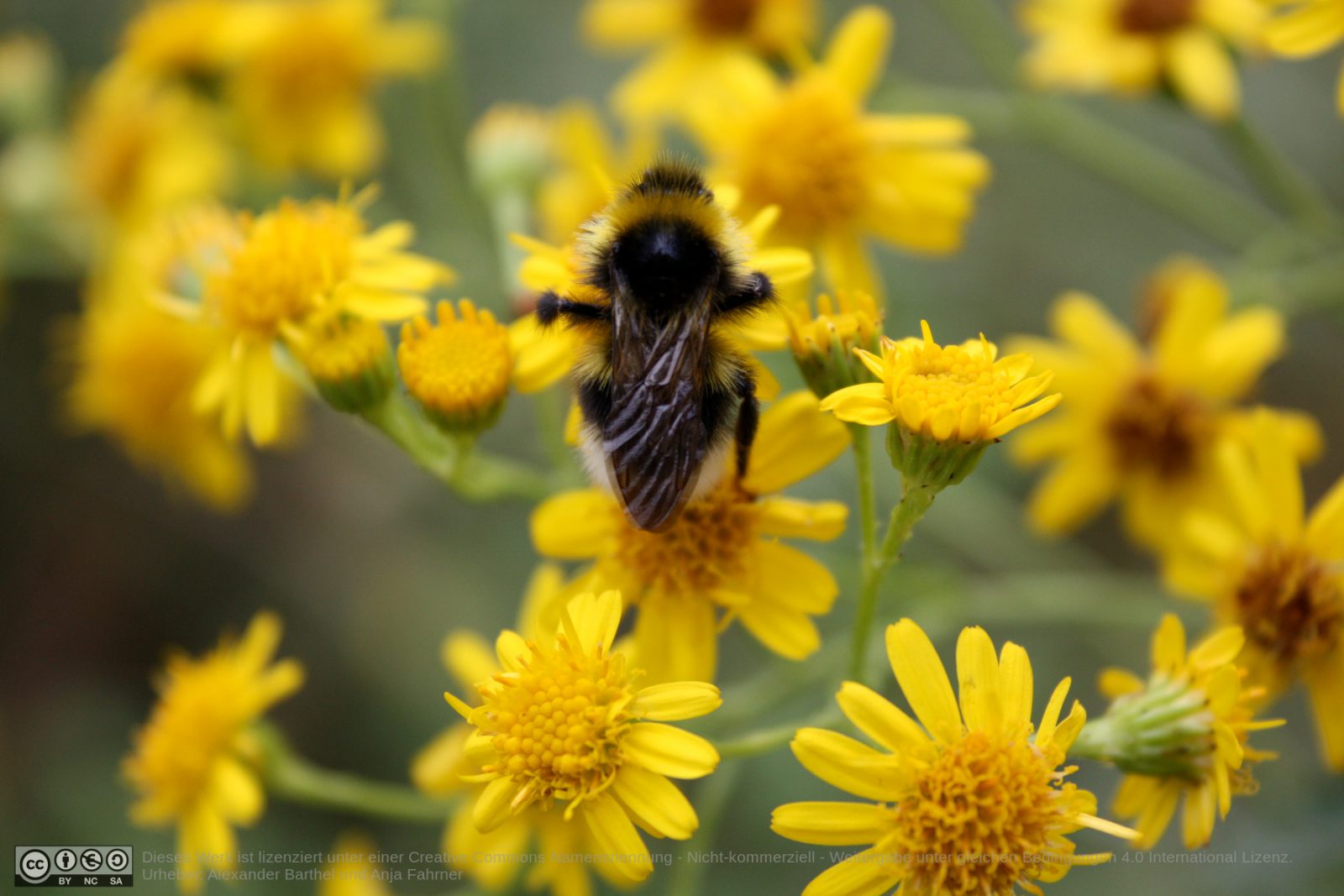 Hummel auf Blüte