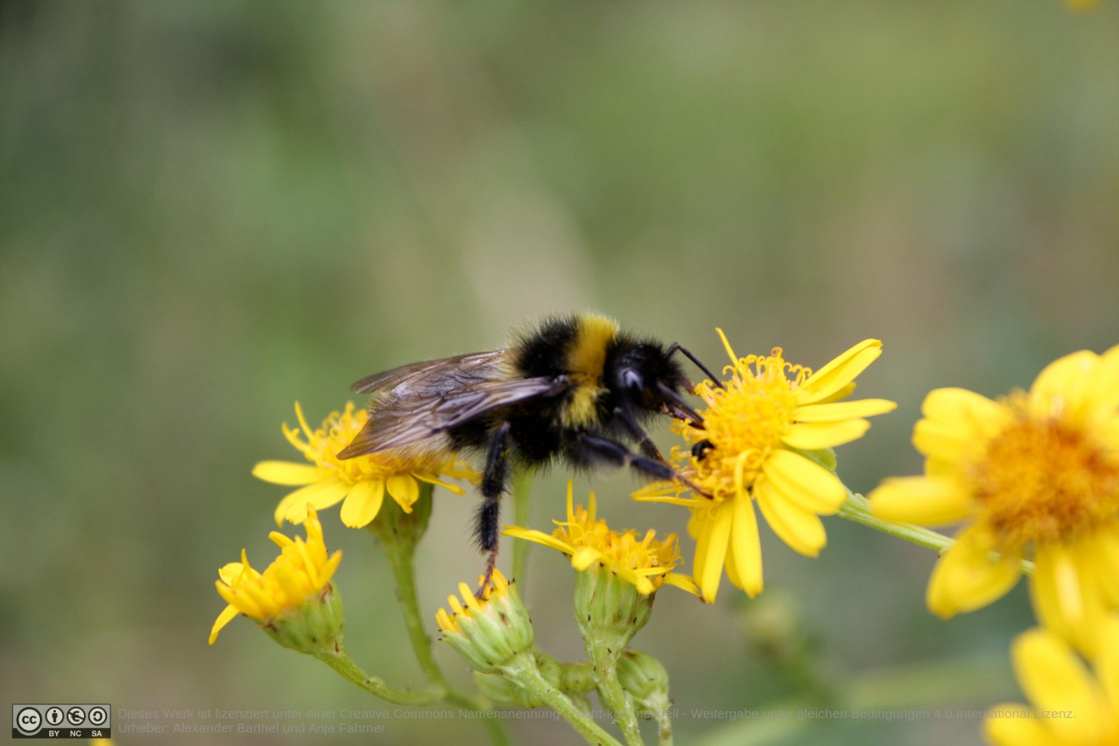 Hummel auf Blüte