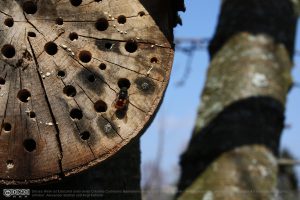 Eine Mauerbienendrohne sucht Weibchen am Bienenhotel
