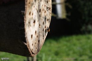 Eine Mauerbienendrohne wartet auf ein Weibchen