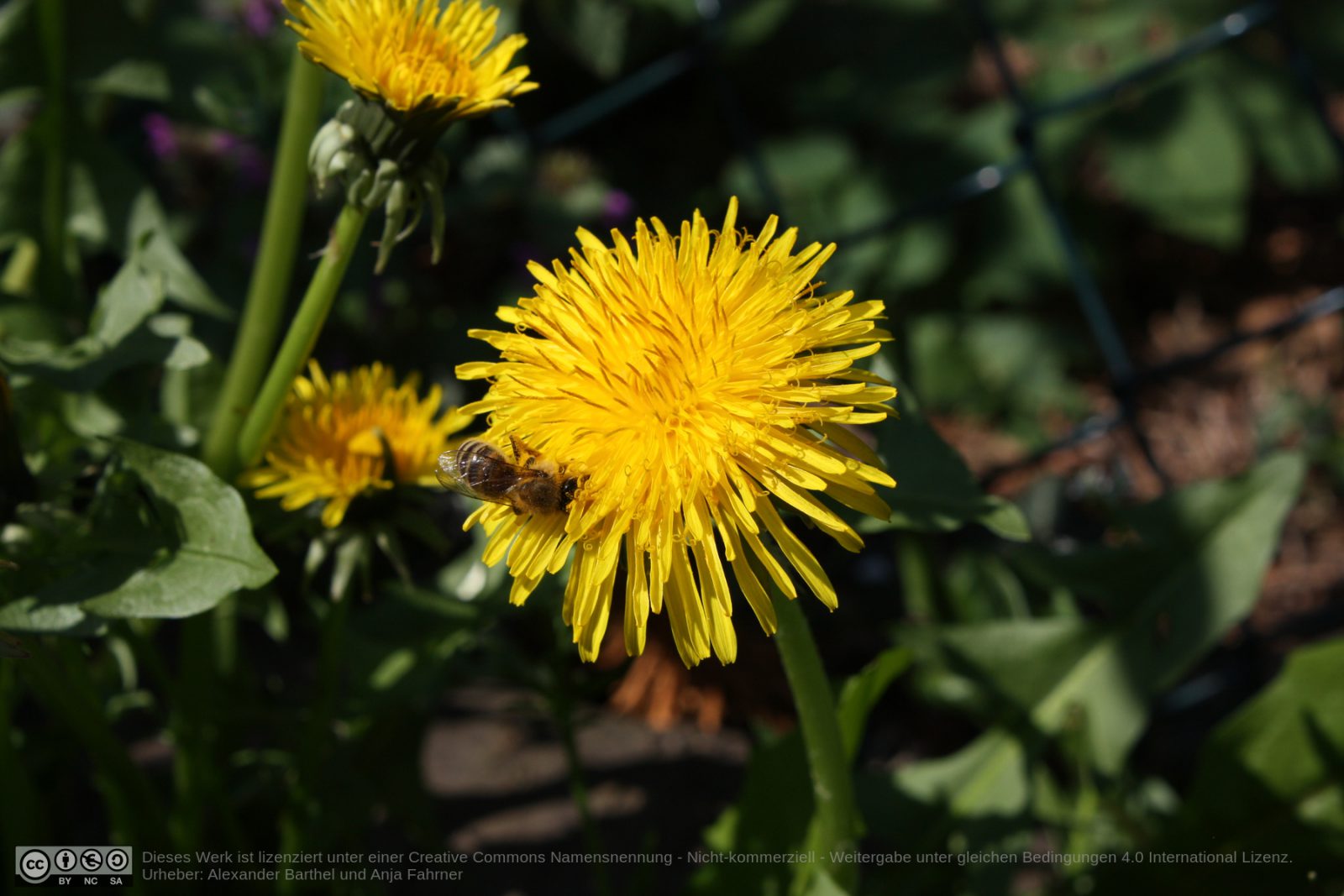 Bienen auf Löwenzahn