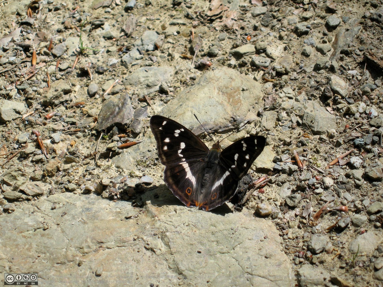 Großer Schillerfalter