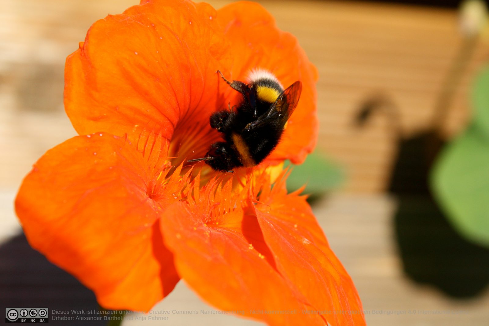 Hummel auf Blüte