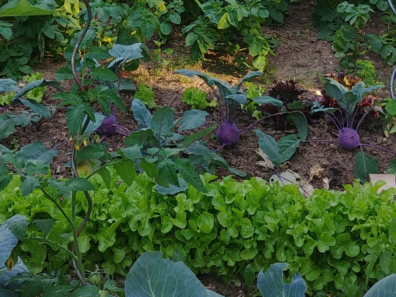 Mischkultur Pflücksalat und Kohlrabi