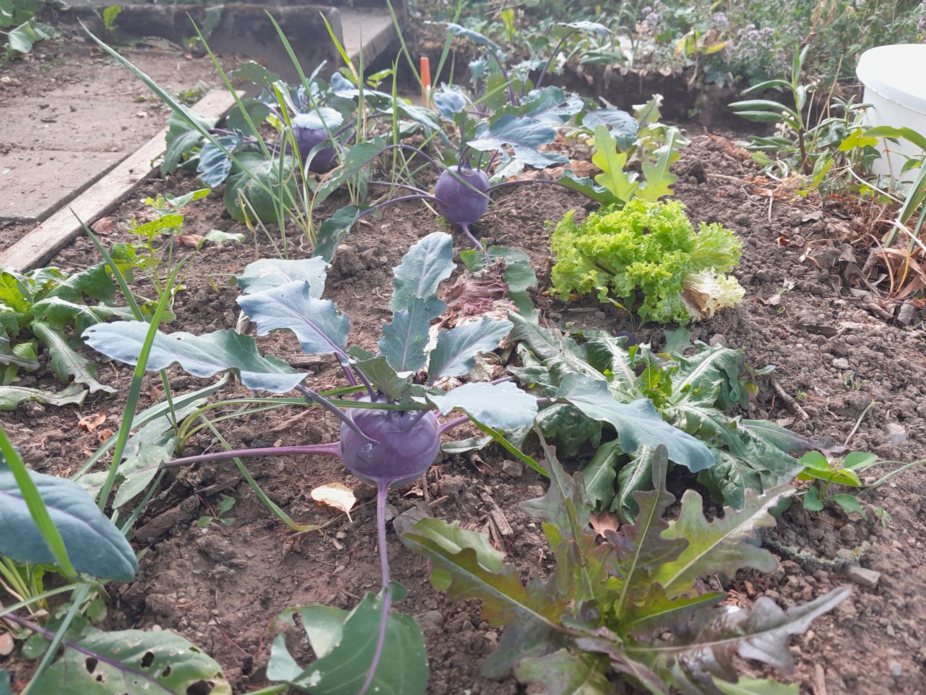 Mischkultur Pflücksalat und Kohlrabi während der Hitzeperiode.