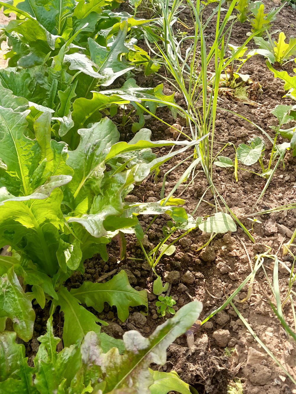 Mischkultur Pflücksalat nach der Ernte von Kohlrabi mit ersten Winterrettichpflanzen